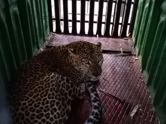 Caught in the forest cage | वनविभागाच्या पिंजऱ्यात अखषर अडकला बिबट्या Caught in the forest cage | वनविभागाच्या पिंजऱ्यात अखषर अडकला बिबट्या