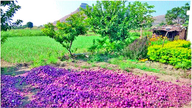 Steal the onion from the hive | पोळमधून कांद्याची चोरी Steal the onion from the hive | पोळमधून कांद्याची चोरी