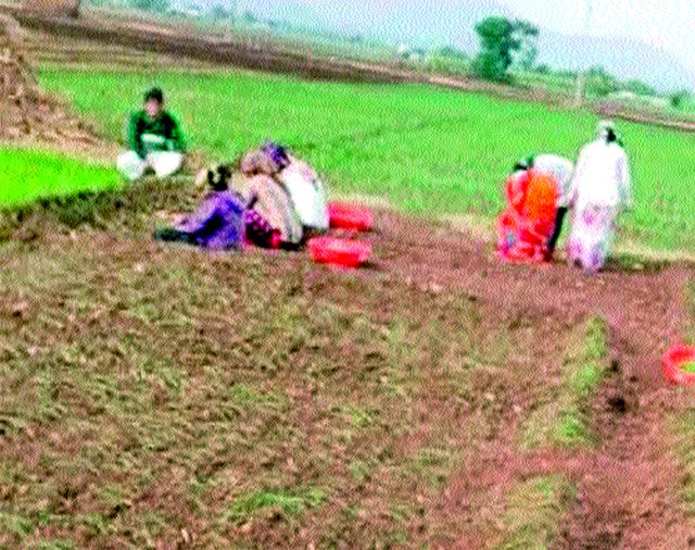 This year the onion planting is late all month | यंदा कांदा लागवड महिनाभर उशिराने