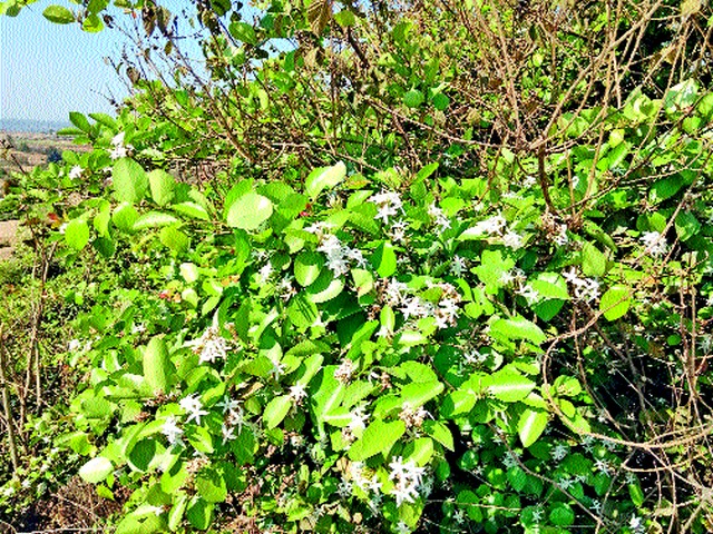 The black maina of the mountains blossomed with white flowers | शुभ्र फुलांनी बहरली डोंगरची काळी मैना The black maina of the mountains blossomed with white flowers | शुभ्र फुलांनी बहरली डोंगरची काळी मैना