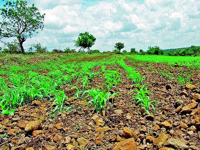 Rainy season threatens crop crops | पावसाच्या उघडिपीमुळे खरिपाची पिके धोक्यात Rainy season threatens crop crops | पावसाच्या उघडिपीमुळे खरिपाची पिके धोक्यात