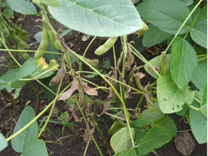 Challenge of 'Karpa' against farmers of Soyabean | सोयाबीन उत्पादक शेतकऱ्यांपुढे 'करपा' चे आव्हान  Challenge of 'Karpa' against farmers of Soyabean | सोयाबीन उत्पादक शेतकऱ्यांपुढे 'करपा' चे आव्हान