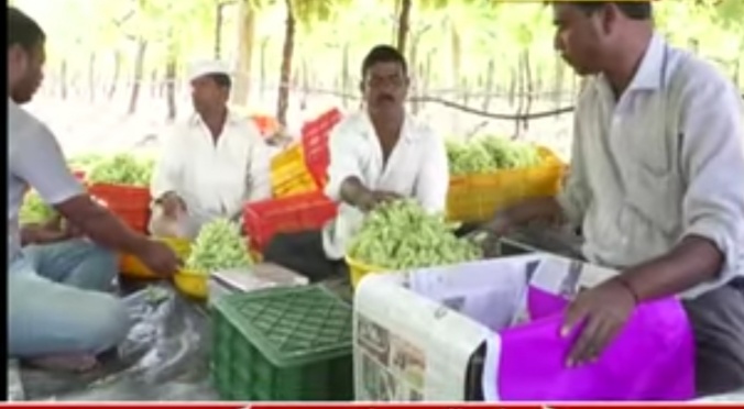 Grape season begins with the arrival of foreign traders | परप्रांतीय व्यापाऱ्यांचे आगमन झाल्याने द्राक्ष हंगाम सुरु Grape season begins with the arrival of foreign traders | परप्रांतीय व्यापाऱ्यांचे आगमन झाल्याने द्राक्ष हंगाम सुरु