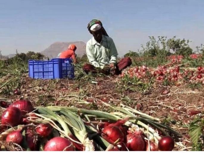 The onion was replaced by radish and cabbage in the hotel | हॉटेलमध्ये कांद्याची जागा घेतली मुळा अन् कोबीने The onion was replaced by radish and cabbage in the hotel | हॉटेलमध्ये कांद्याची जागा घेतली मुळा अन् कोबीने