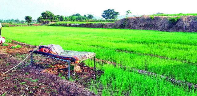 Farmers watch for onion plantations | कांदा रोपांच्या राखणीसाठी शेतकऱ्यांचा पहारा Farmers watch for onion plantations | कांदा रोपांच्या राखणीसाठी शेतकऱ्यांचा पहारा