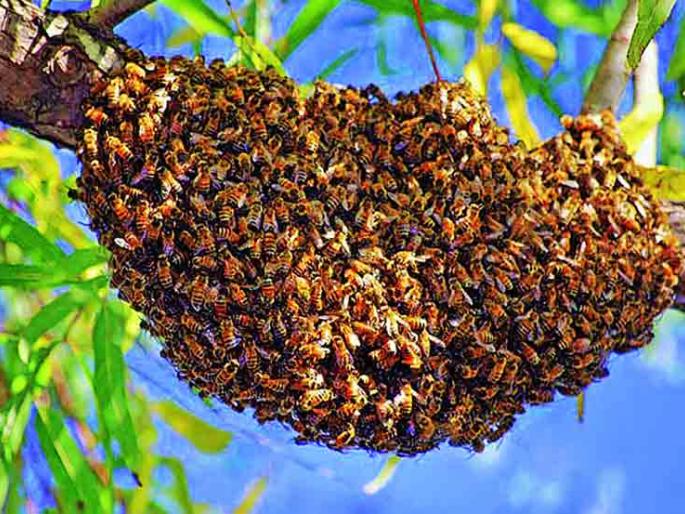 Onion seed production will be hit this year due to shortage of bees | कांदा बीज उत्पादनाला यंदा बसणार मधमाश्यांच्या कमतरतेमुळे फटका