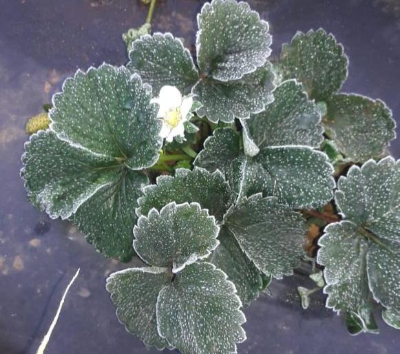 Dibbindu frozen in Mahabaleshwar ... snowman's view in Panpan | महाबळेश्वरमध्ये दवबिंदू गोठले...पानांपानांवर हिमकणांचे दर्शन Dibbindu frozen in Mahabaleshwar ... snowman's view in Panpan | महाबळेश्वरमध्ये दवबिंदू गोठले...पानांपानांवर हिमकणांचे दर्शन