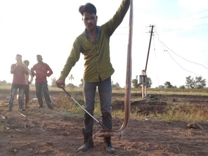 Mandwad found a snake in the well | मांडवडला विहिरीत आढळला नाग