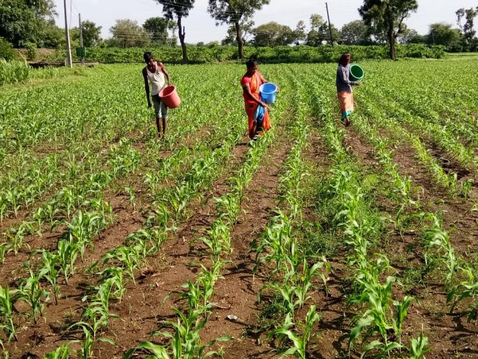 Drug from corn bottle to bottle | मक्याच्या पोंग्याला बाटलीतून औषध Drug from corn bottle to bottle | मक्याच्या पोंग्याला बाटलीतून औषध