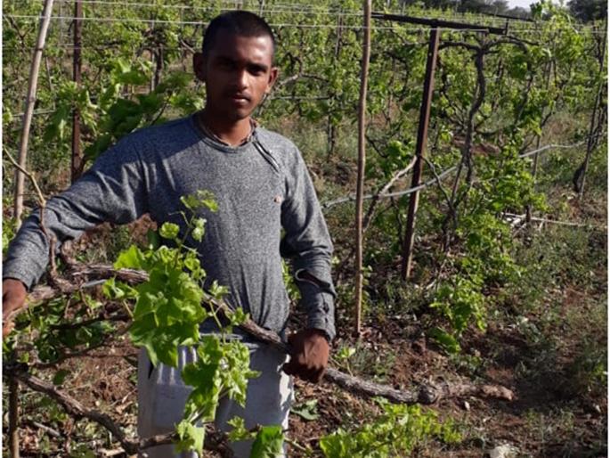 The farmers of Daraswadi broke the grapevine | दरसवाडी येथील शेतकऱ्यांने तोडला द्राक्षबाग The farmers of Daraswadi broke the grapevine | दरसवाडी येथील शेतकऱ्यांने तोडला द्राक्षबाग