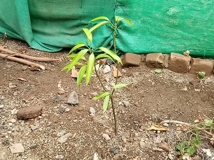 Plantation instead of defense in river basin | नदीपात्रात रक्षा विसर्जनाऐवजी वृक्षारोपण Plantation instead of defense in river basin | नदीपात्रात रक्षा विसर्जनाऐवजी वृक्षारोपण