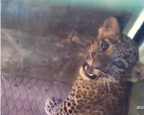 Success in rescuing a leopard calf from a well | विहिरीत पडलेल्या बिबट्याच्या बछड्याला वाचविण्यात यश Success in rescuing a leopard calf from a well | विहिरीत पडलेल्या बिबट्याच्या बछड्याला वाचविण्यात यश