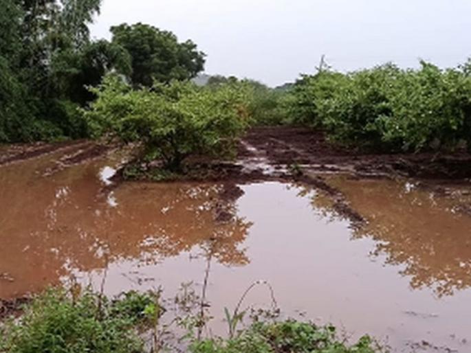 Outbreak of disease due to damaged crops in Shahada taluka | शहादा तालुक्यात नुकसान झालेल्या पिकांमुळे रोगाचा प्रादुर्भाव Outbreak of disease due to damaged crops in Shahada taluka | शहादा तालुक्यात नुकसान झालेल्या पिकांमुळे रोगाचा प्रादुर्भाव