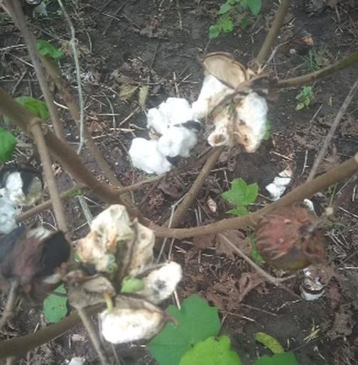Panchnama started in Taloda taluka | तळोदा तालुक्यात पंचनामे सुरू Panchnama started in Taloda taluka | तळोदा तालुक्यात पंचनामे सुरू