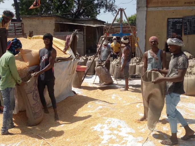 Farmers are in trouble due to non-purchase of bajra | बाजरीची खरेदी होत नसल्याने शेतकरी अडचणीत Farmers are in trouble due to non-purchase of bajra | बाजरीची खरेदी होत नसल्याने शेतकरी अडचणीत