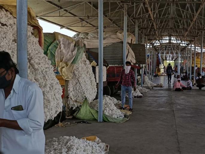 Three and a half thousand farmers fell without buying cotton | साडेतीन हजार शेतकऱ्यांचा कापूस खरेदीविना पडून Three and a half thousand farmers fell without buying cotton | साडेतीन हजार शेतकऱ्यांचा कापूस खरेदीविना पडून