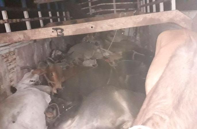 Illegal cattle transport truck leaves the driver in the pit | अवैध गोवंश वाहतुकीचा ट्रक खड्ड्यात सोडून चालक पसार Illegal cattle transport truck leaves the driver in the pit | अवैध गोवंश वाहतुकीचा ट्रक खड्ड्यात सोडून चालक पसार