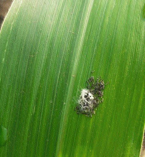 Attack of the military alley | लष्करी अळीचे आक्रमण Attack of the military alley | लष्करी अळीचे आक्रमण