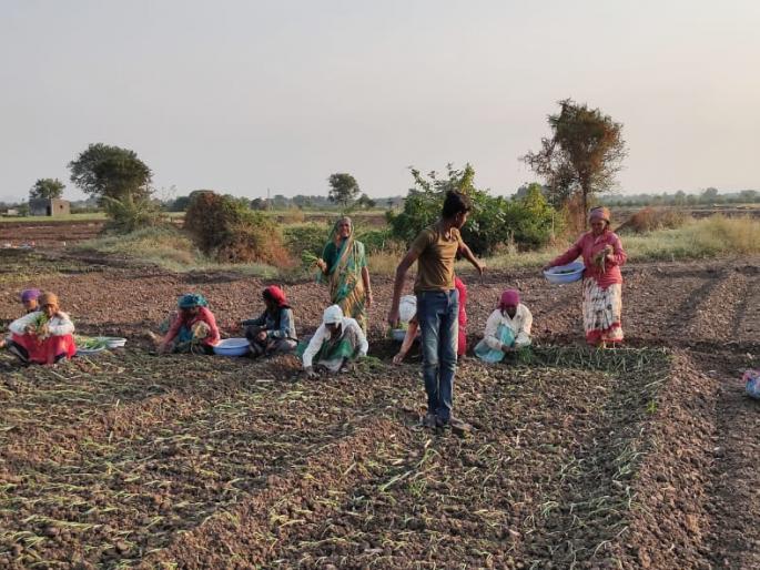 Farmers in Patne area are engaged in summer onion cultivation | पाटणे परिसरातील शेतकरी उन्हाळ कांदा लागवडीत व्यस्त Farmers in Patne area are engaged in summer onion cultivation | पाटणे परिसरातील शेतकरी उन्हाळ कांदा लागवडीत व्यस्त