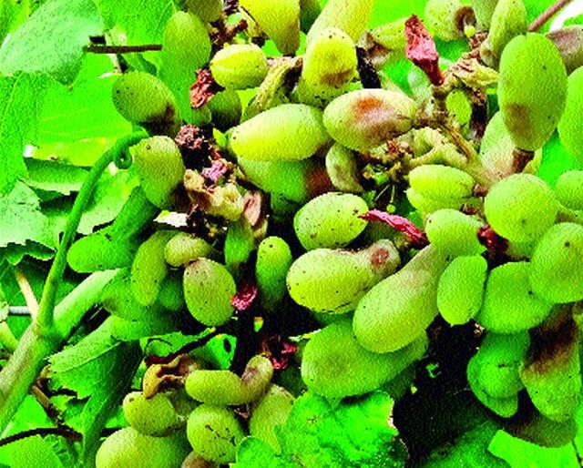 The vineyard is in danger again due to boiling | उकड्यामुळे द्राक्षबागा पुन्हा संकटात The vineyard is in danger again due to boiling | उकड्यामुळे द्राक्षबागा पुन्हा संकटात