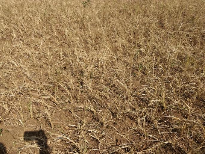 Nagli Karpali in Peth taluka | पेठ तालुक्यात नागली करपली Nagli Karpali in Peth taluka | पेठ तालुक्यात नागली करपली