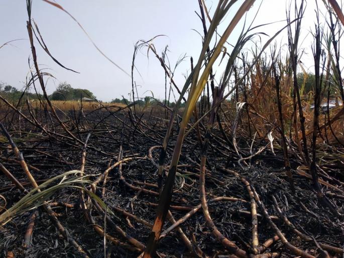 Parbhani: Sugarcane acre is burned in the fire | परभणी : दीड एकरवरील ऊस आगीत जळून खाक Parbhani: Sugarcane acre is burned in the fire | परभणी : दीड एकरवरील ऊस आगीत जळून खाक