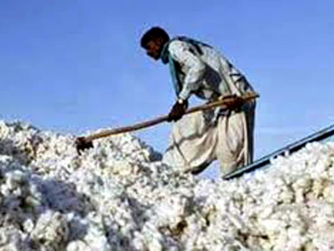 Parbhani: In view of the decline in cotton, the problem of cotton growers | परभणी : भाव घसरल्याने कापूस उत्पादक अडचणीत Parbhani: In view of the decline in cotton, the problem of cotton growers | परभणी : भाव घसरल्याने कापूस उत्पादक अडचणीत