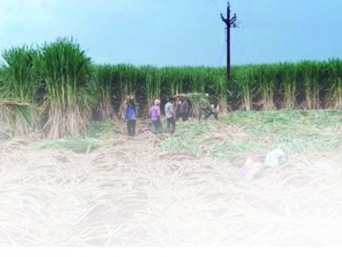 Parbhani: The control on the cutting system is loose | परभणी : तोडणी यंत्रणेवरील नियंत्रण झाले सैल