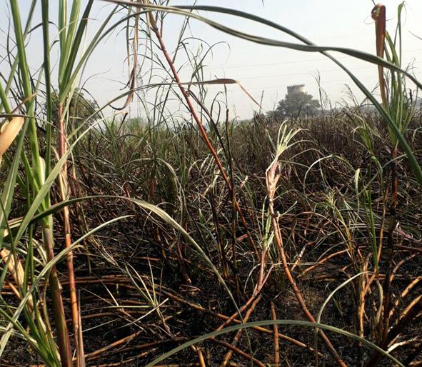 Half an inch of sugarcane, | परभणी : दीड एकरातील ऊस जळून खाक Half an inch of sugarcane, | परभणी : दीड एकरातील ऊस जळून खाक