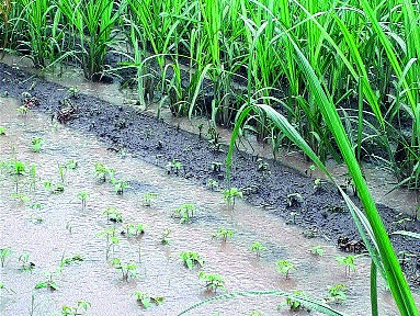 Godakatha was lashed by torrential rains | गोदाकाठाला मुसळधार पावसाने झोडपले