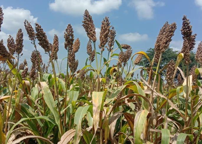 Sorghum seeds sold on the black market | ज्वारी बियाण्याची काळ्याबाजारात विक्री Sorghum seeds sold on the black market | ज्वारी बियाण्याची काळ्याबाजारात विक्री