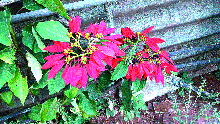 'FULOTSOVE' festive eyes of Bhambavli Kushi. | भांबवलीच्या कुशीतील ‘फुलोत्सव’ फेडतोय डोळ्यांचे पारणे.. 'FULOTSOVE' festive eyes of Bhambavli Kushi. | भांबवलीच्या कुशीतील ‘फुलोत्सव’ फेडतोय डोळ्यांचे पारणे..