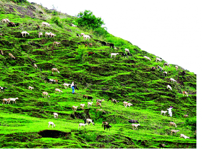 Looking at the green mountain, the sheep are happy | हिरवा डोंगर पाहून मेंढ्याही खूश Looking at the green mountain, the sheep are happy | हिरवा डोंगर पाहून मेंढ्याही खूश