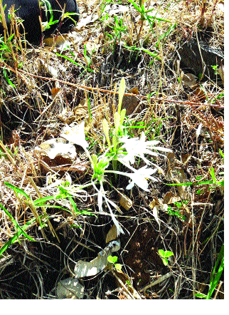 'White Water' on the hill slope | डोंगर उतारावर ‘श्वेतकरणा’