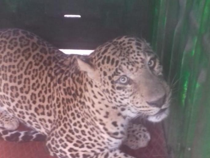 For the third time in a single place for fifteen days, | पंधरा दिवसात एकाच ठिकाणी तिसऱ्यांदा बिबट्या जेरबंद For the third time in a single place for fifteen days, | पंधरा दिवसात एकाच ठिकाणी तिसऱ्यांदा बिबट्या जेरबंद