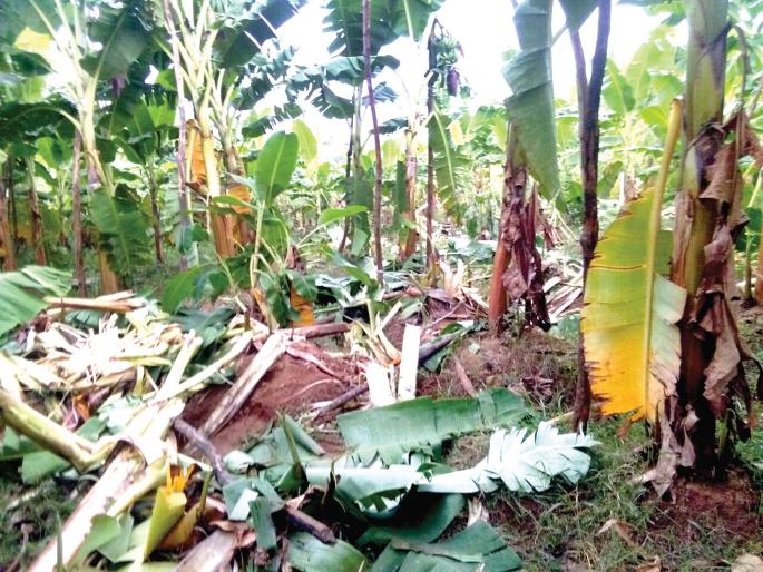 Sindhudurg: Suicidal time due to loss of perpetual elephant and rancor fury | सिंधुदुर्ग : सततच्या हत्ती नुकसानीमुळे आत्महत्येची वेळ, बागायतदारांचा संताप Sindhudurg: Suicidal time due to loss of perpetual elephant and rancor fury | सिंधुदुर्ग : सततच्या हत्ती नुकसानीमुळे आत्महत्येची वेळ, बागायतदारांचा संताप
