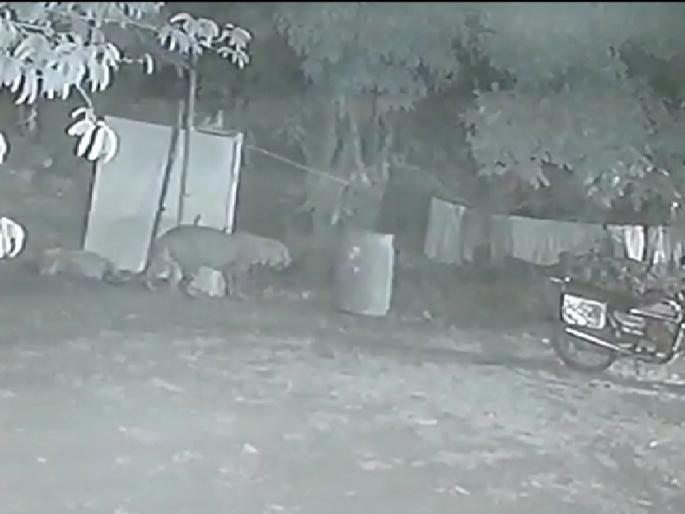 Leopard attack on calf captured on CCTV | बिबट्याने वासरावर केलेला हल्ला सीसीटीव्हीत कैद  Leopard attack on calf captured on CCTV | बिबट्याने वासरावर केलेला हल्ला सीसीटीव्हीत कैद