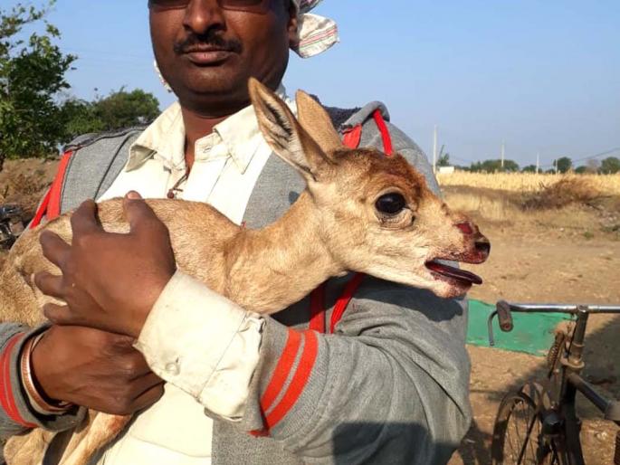 Livelihood by the youth at Vavi | वावी येथे युवकांकडून हरणाच्या पाडसाला जीवदान Livelihood by the youth at Vavi | वावी येथे युवकांकडून हरणाच्या पाडसाला जीवदान