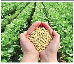 Farmers prefer sorghum, maize and soybean in the district | जिल्ह्यात ज्वारी, मका, सोयाबीनला शेतकऱ्यांची पसंती Farmers prefer sorghum, maize and soybean in the district | जिल्ह्यात ज्वारी, मका, सोयाबीनला शेतकऱ्यांची पसंती