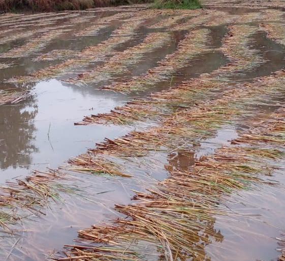 Damage to agriculture due to untimely rains in Surgana taluka | सुरगाणा तालुक्यात अवकाळी पावसाने शेतीचे नुकसान Damage to agriculture due to untimely rains in Surgana taluka | सुरगाणा तालुक्यात अवकाळी पावसाने शेतीचे नुकसान