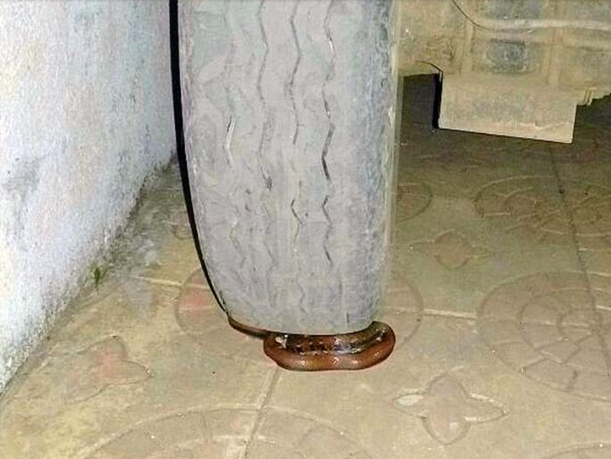 The rare pirate snake serpent found in the apartment in Nashik | नाशकात अपार्टमेंटमध्ये आढळला दुर्मीळ पहाडी तस्कर सर्प The rare pirate snake serpent found in the apartment in Nashik | नाशकात अपार्टमेंटमध्ये आढळला दुर्मीळ पहाडी तस्कर सर्प