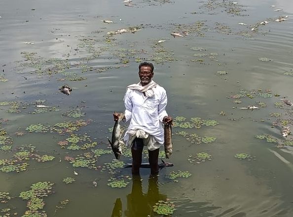 Poisoning on farm ponds, loss of millions of rupees | शेततलावातील मासोळ्यांवर विषप्रयोग: लाखो रुपयांचे नुकसान