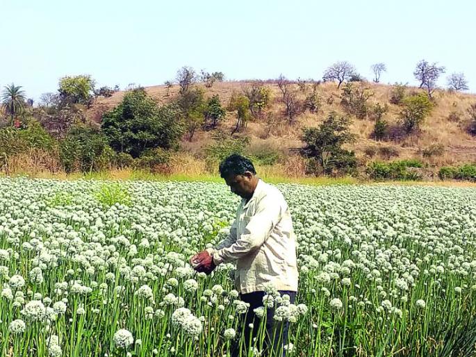 The onion of seed production emerged from planning | नियोजनातून बहरला बीजोत्पादनाचा कांदा The onion of seed production emerged from planning | नियोजनातून बहरला बीजोत्पादनाचा कांदा