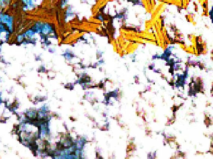White gold price still stabilized | पांढऱ्या सोन्याचे भाव अद्यापही स्थिरावलेलेच