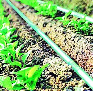 Two million newspapers of drip irrigation | ठिबक सिंचनाचे दोन कोटी अखर्चित Two million newspapers of drip irrigation | ठिबक सिंचनाचे दोन कोटी अखर्चित