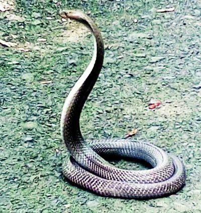 Two family members released from Naga scandal | नागाच्या दहशतीतून दोन कुटुंबीयांची सुटका Two family members released from Naga scandal | नागाच्या दहशतीतून दोन कुटुंबीयांची सुटका