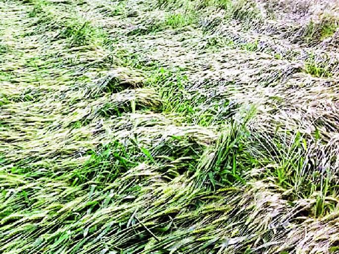 Farmers affected by 1,137 hectares hit | १,१३७ हेक्टरवरील शेतपिकांना फटका Farmers affected by 1,137 hectares hit | १,१३७ हेक्टरवरील शेतपिकांना फटका