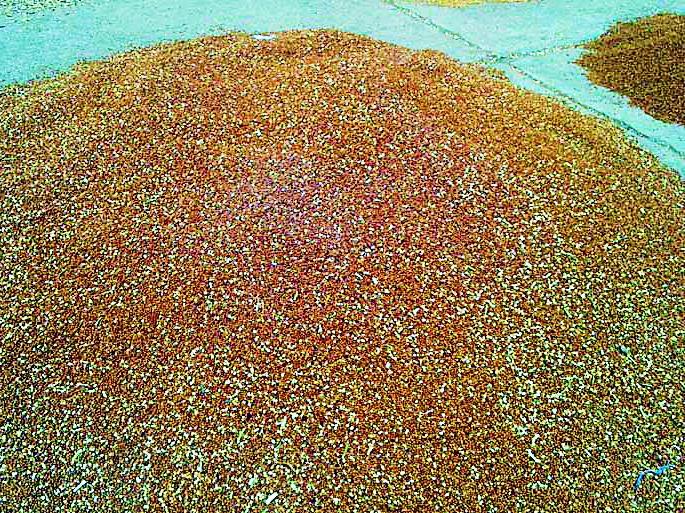 Due to the traffic problem, the bulk of the bulge continues | वाहतुकीच्या समस्येमुळे तुरीचे ढीग कायम Due to the traffic problem, the bulk of the bulge continues | वाहतुकीच्या समस्येमुळे तुरीचे ढीग कायम