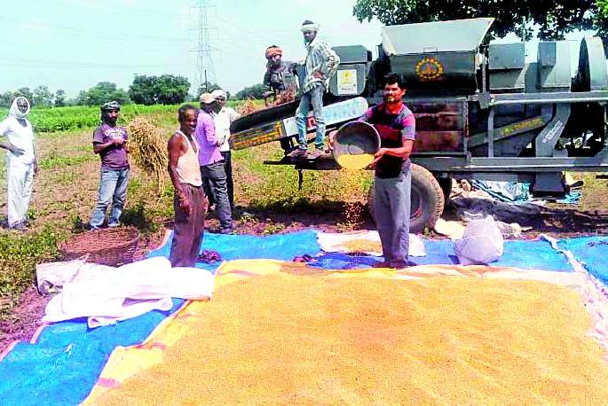 This year the soybean acre is 5 quintals | यंदा सोयाबीन एकरी ५ क्विंटलच This year the soybean acre is 5 quintals | यंदा सोयाबीन एकरी ५ क्विंटलच