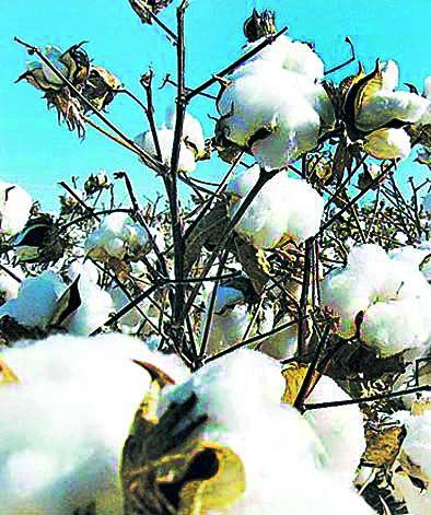 The market committee discovered the purchase of cotton | बाजार समितीने शोधला कापूस खरेदीचा मुहूर्त The market committee discovered the purchase of cotton | बाजार समितीने शोधला कापूस खरेदीचा मुहूर्त